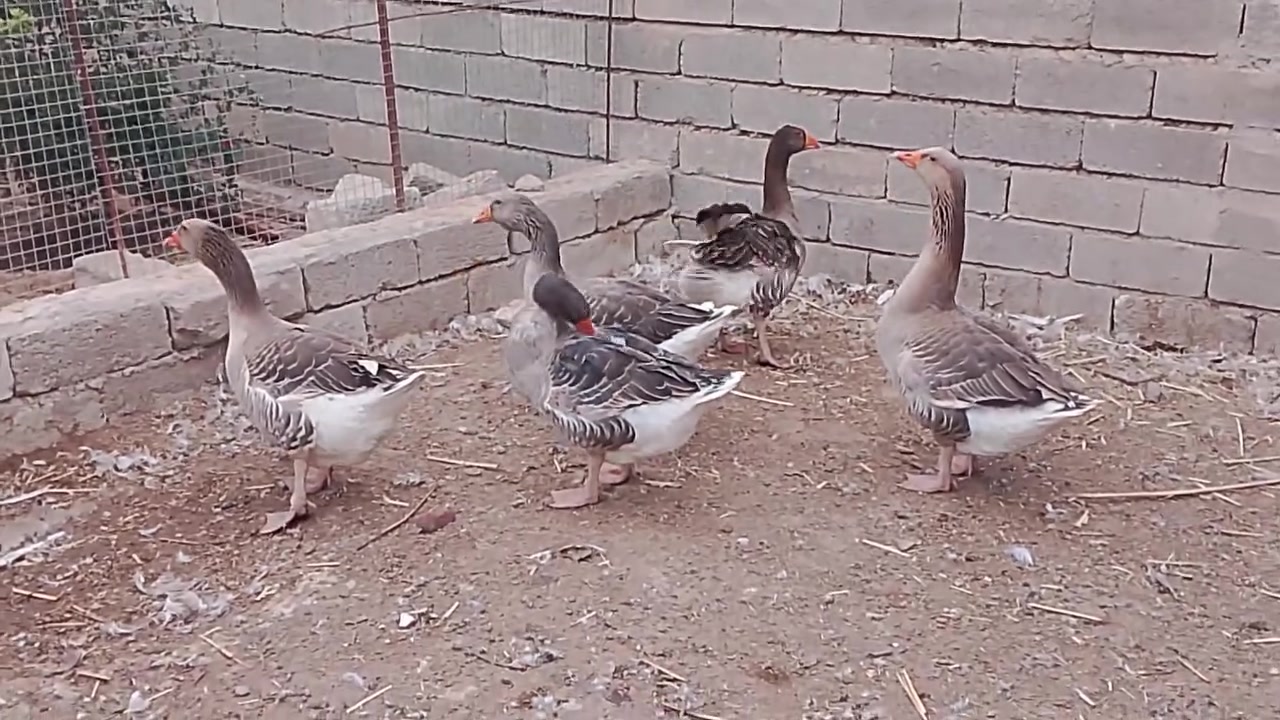 قازات شامي • فحل • مواليد هالسنة