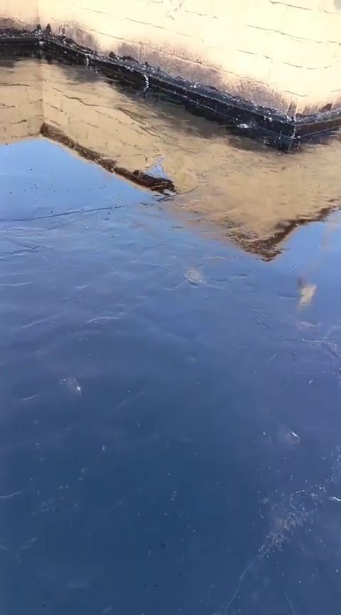 ضع نية الخير في قلبك، وسيتولى الله أمرك، فعلى قدر
 النوايا تكون العطايا

ياربي لك الحمد كما ينبغي لجلال وجهك وعظيم سلطانك 
🔹تم اكمال السطح ماده القير القاط الثاني ومعالجة السطح من التشققات والفطور والرطوبه كما تم معالجة مراكد المياه في السطح ب ماده القير درجه اولى ضمان مايسيح ولا يمصخ 
🔷 تفاصيل العمل: قاط الأول تزفيت السطح من التشققات والفطور وبعدها يتم القاط الثاني القير 
✅ مستعدين لتقيير الاسطح والمباني الحكومية وتقيير احواض الماء من الرطوبه 
✅وتزفيت القطع الأراضي والرباطات والجدران والارضيات من الرطوبه الارضه 
✅وعمل ماستك السطوح وتصليح الماستك القديم كوي واضافة 
✅ وعمل ماده الايزوكام الدرجه الاولى عازل حراري 
✅عمل وفرش الباد السعودي 
✅ وعمل ماده البيضاء للاسطح بكافه انواعها شبكه او بدون شبكه عازل حراري 
📍عملي في كافة أنحاء محافضة الأنبار: جوده عاليه في العمل وجوده المواد وبأنسب الأسعار 
📞 الاتصال والاستفسار         ***********   ابو آدم المحمدي
