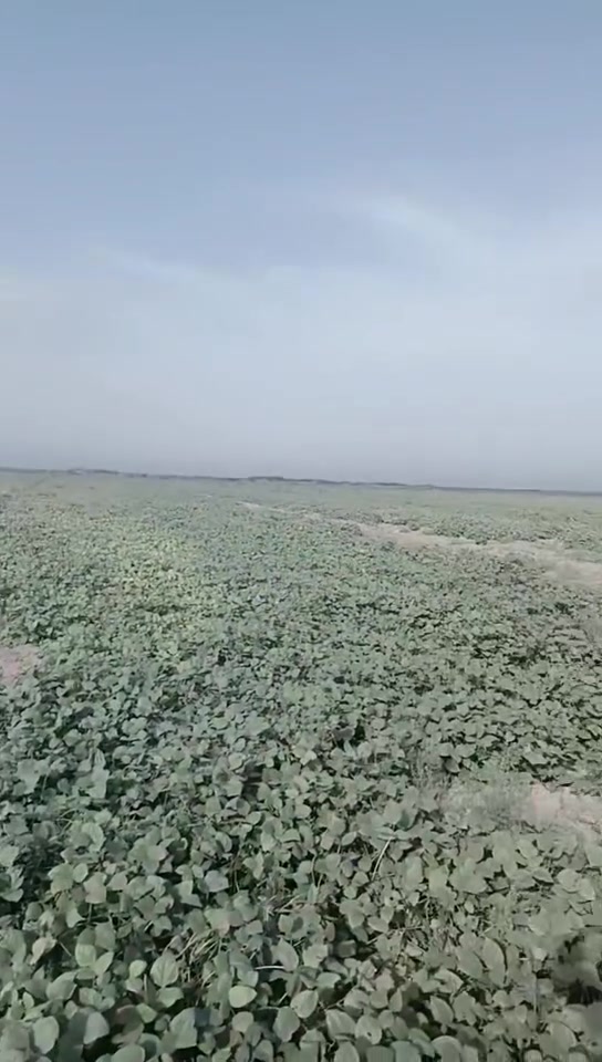 ١٠٠ دونم • بل صويره • ثروة حيوانية