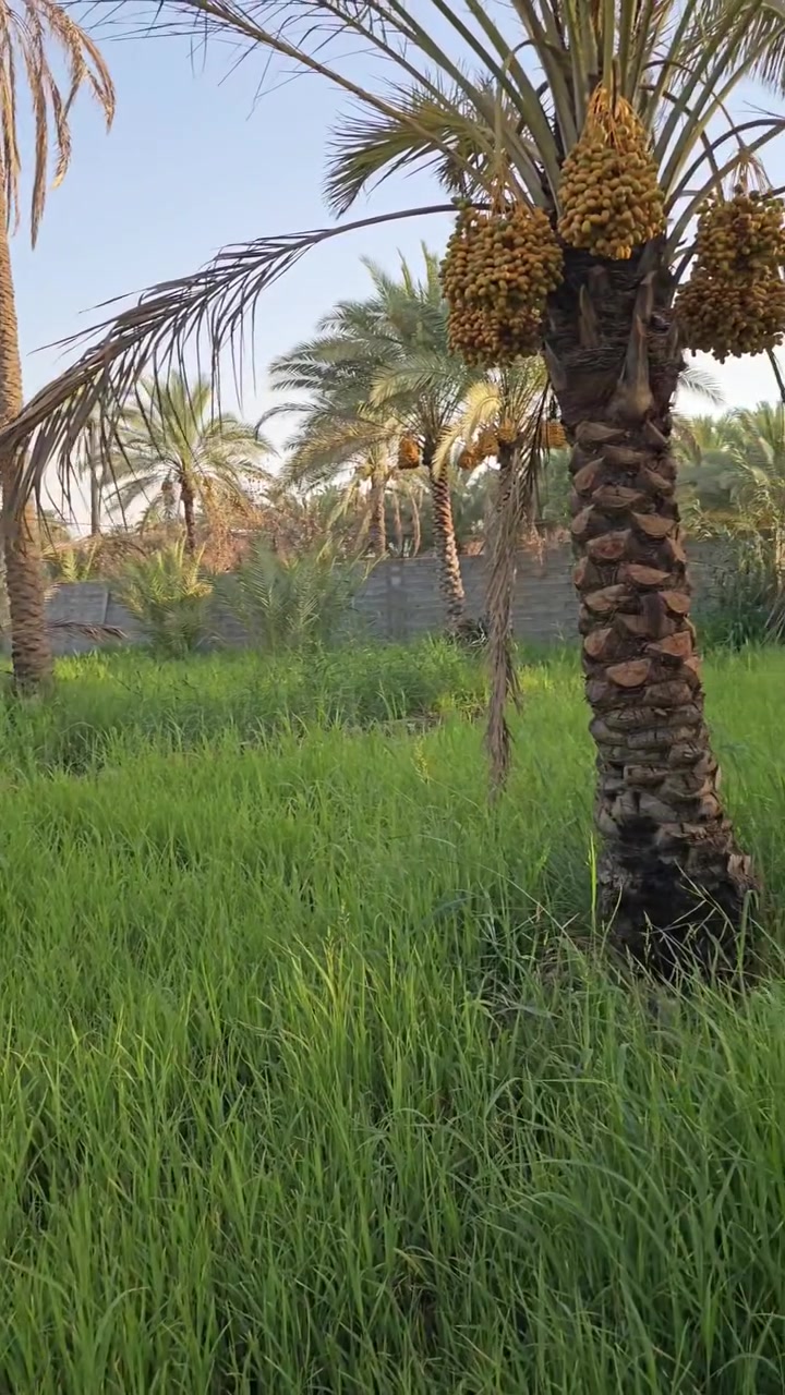 السلام عليكم 
اللهم صل على محمد وآل محمد .
( دونمين الى ربع) طابو زراعي سند ٢٥ .
العنوان : كربلاءالمقدسة /طريق السيده زينب ع  
منطقة مصطفى خان #جهه الخدمي مقابيل عامود ٢٩٦
للاستفسار اكثر الاتصال على الأرقام(***********و *********** )
#المكتب_مجاز_رسمياً .
للمزيد من العروض  تابع الصفحة . #اشاره .
