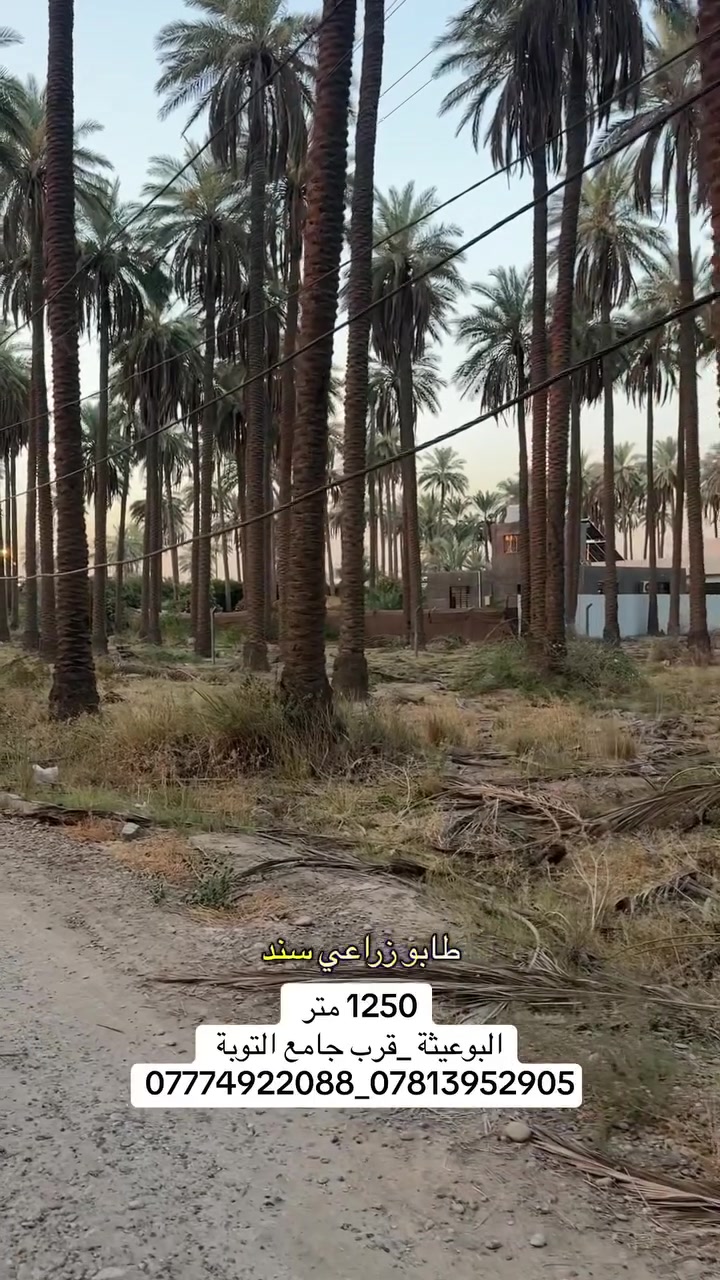 1250 متر سكنية في البوعيثة قرب جامع التوبة
***********_***********_***********
