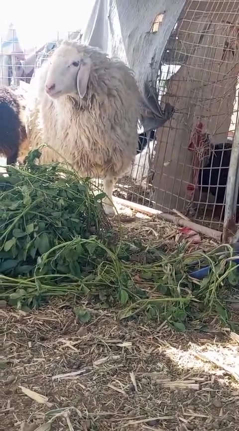 السلام عليكم متاح كركورة ما والدة بيه سفنجة الشراي يتصل على رقم *********** مكلف بنشر؟؟
