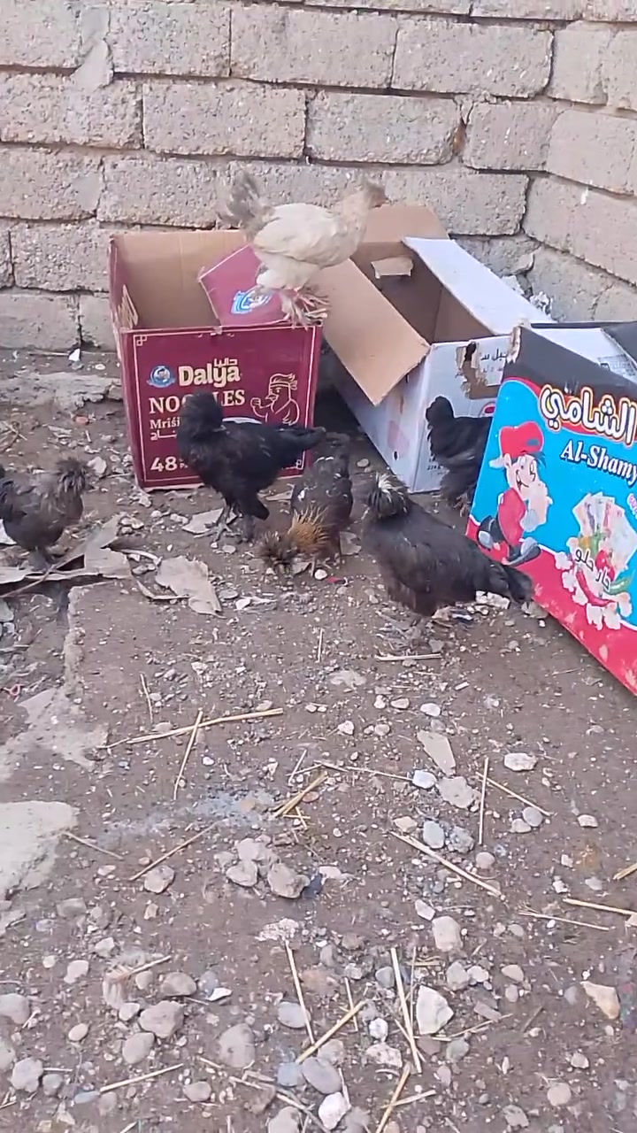 فراريج مسقووف   عمر من  6  اشهر لي7  فراريج سلطاني عمر 4 اشهر    5 تك بطات رصاصي وزوج احمر بطات   خابر ونتفاهم ***********
