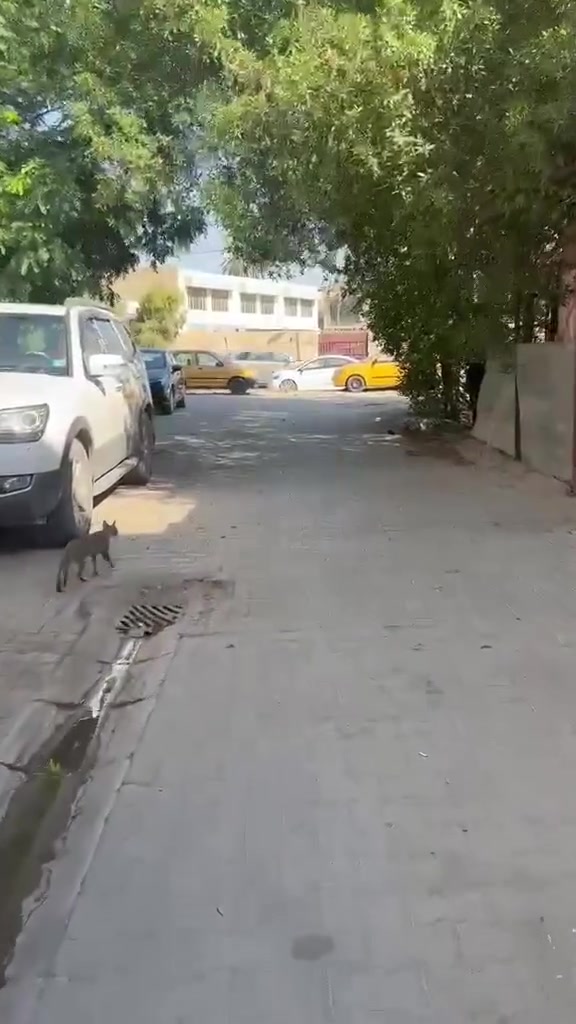 الشعله القاطع الخامس • ١٠٠م • من المالك
