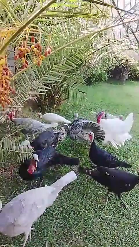 ٢ افحل • لون رصاصي • بابل محاويل