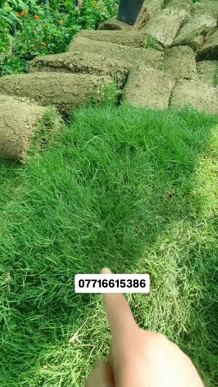 مشتل لونا • ثيل هندي • درجة أولى