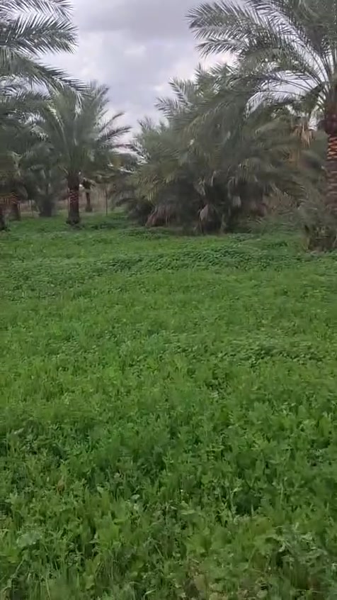 بسم الله الرحمن الرحيم على بركة الله ارض زراعية جاهزة طابو 25 
للبيع 5 دوانم تباع متقرقة او جميعها ماء كهرباء تبليط تبعد كيلو عن الشارع العام لطريق بغداد كوت في الحفرية قرب تاج الدين موقع مميز جدا جاهزة وممتازة امانة الله 

للأستفسار ***********
