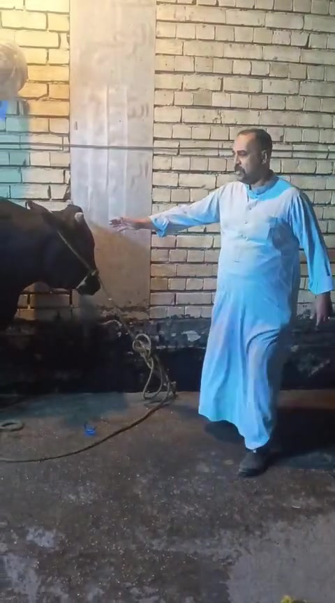 لحم عجل عراقي • المسيب حي المعلمين • قصابة الماجد
