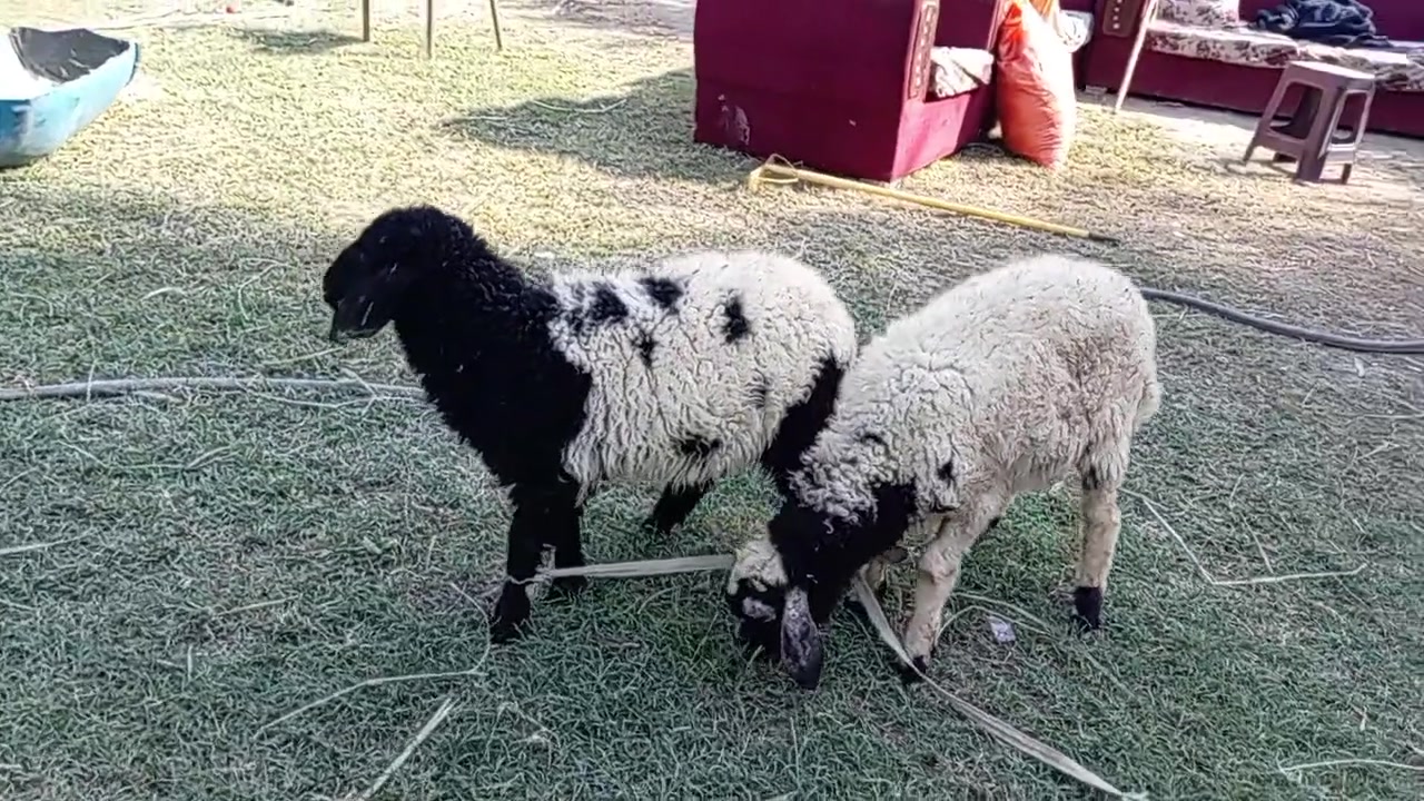 نثيه • فحل • كربلاء الحسينيه العطيشي