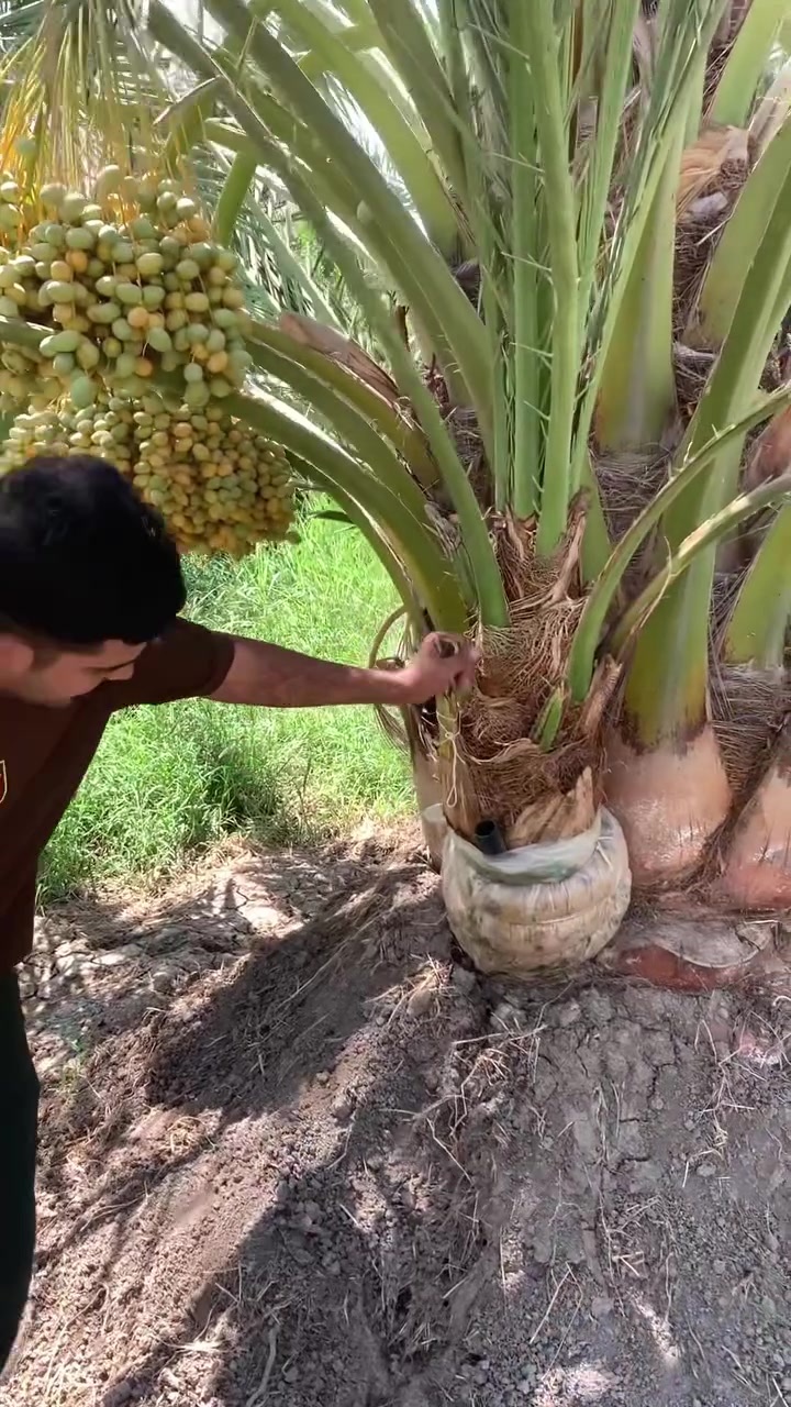 فسائل برحي  مجذر تاكل وتشلع مكاني الصويره ***********
