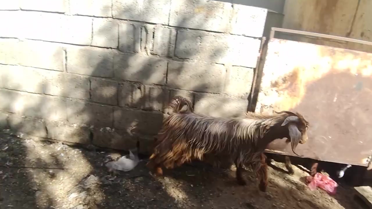 جدي عراقي • ١٢ كيلو • ذبح داخل كركوك
