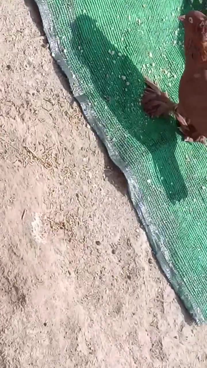 زوج عرايس • بطاريق بياض • العزيزية