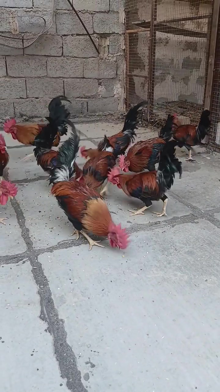 ديوجه ١٢ • زوج • بغداد شعب بساتين