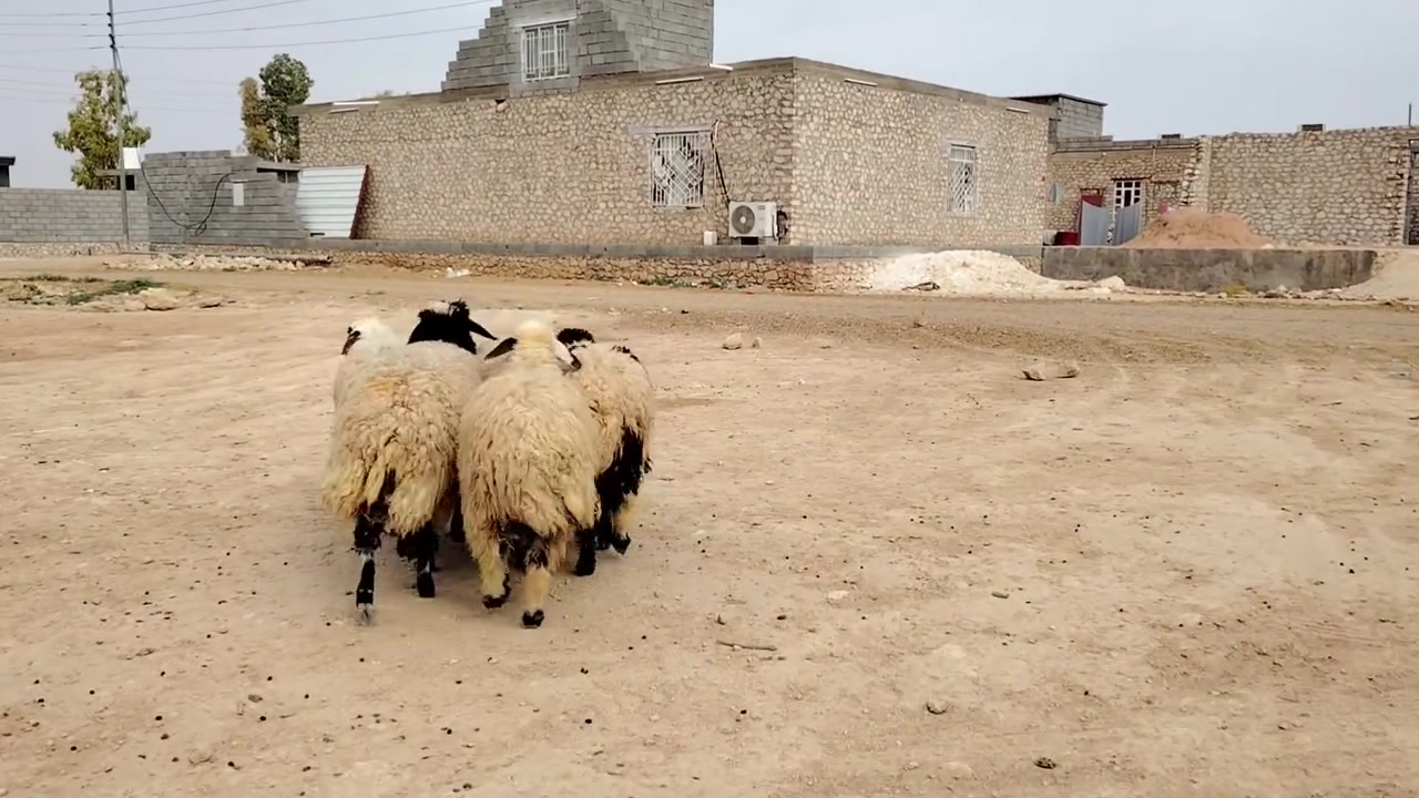 ٥ دجاجات • سمان • حديثة