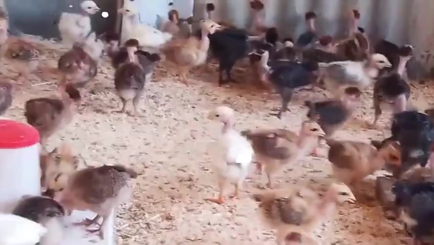 السلام عليكم متوفر افراخ ابو ركيبه 🐓🐓
متوفر افراخ ابو ركيبه عمرهن 17 يوم  ماخذات جميع اللقاحات الزوج ب6 الاف 💵💵 وينهم الشرايه نصاحتهن فول العنوان 🏠 بغداد التاجي ☎️ رقم الهاتف  *********** متواجد على الواتساب رقم الواتساب *********** يوجد توصيل على المشتري
