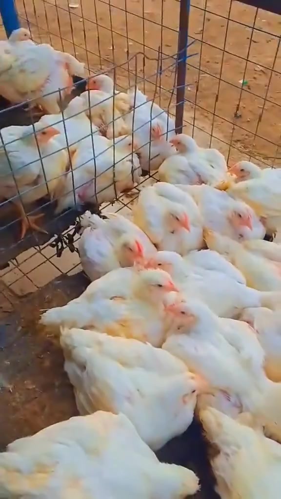 دجاج خشن • سمج كيلو • توصيل متوفر