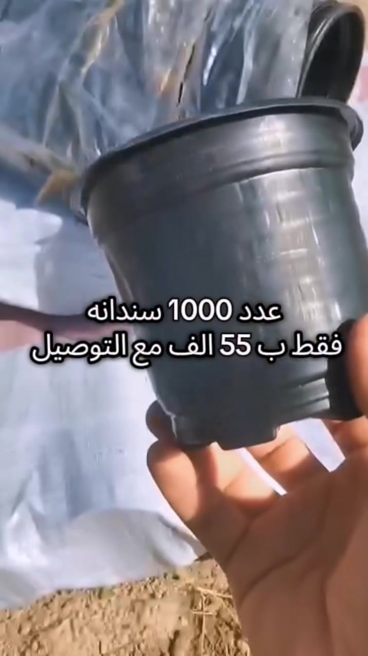 سنادين • أصلي • جمله