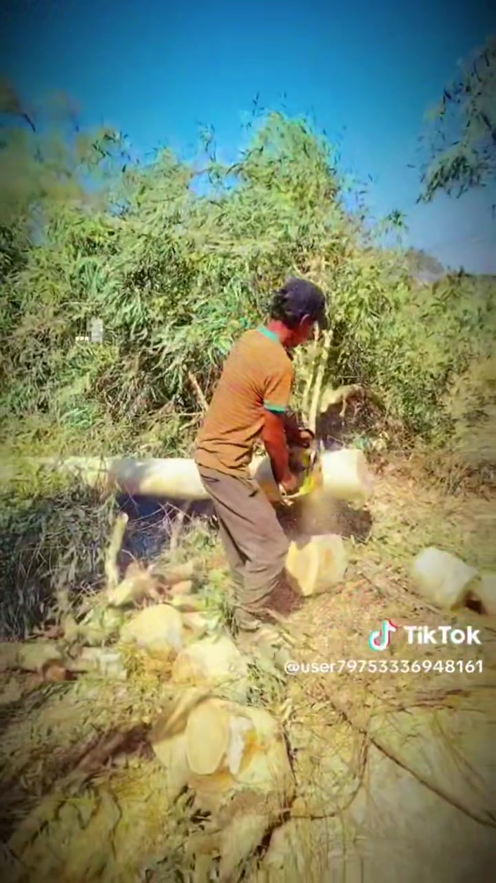 تقطيع لأشجار مجاني في بغداد***********
