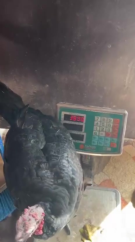 فسيفسات • ١٤ نثاية • النجف الحيدريه