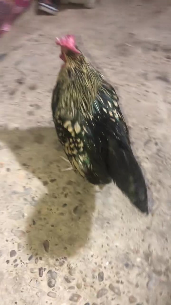 للبيع • بلد