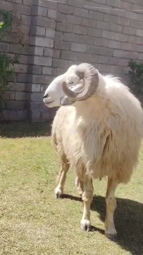 سلام عليكم اخوان جبش ثني للبيع
شرط النصاحه علئ كل عيب وشرط الكراع 
انطيك نصاحه 4ايام الاستفسار علئ الهاتف 
***********  ***********

