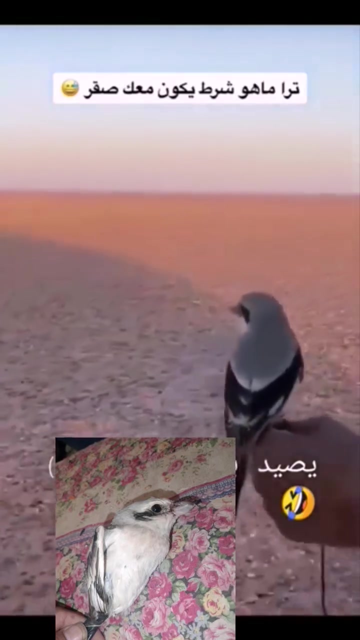 طائر جارح • ما مدرب • نسخة المقطع