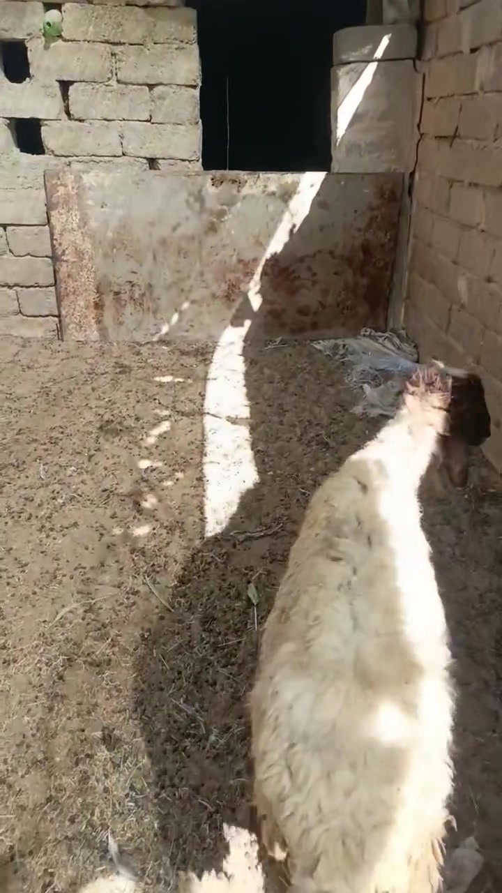 نعجه عشر للبيع شراي يتصل ***********. ***********
