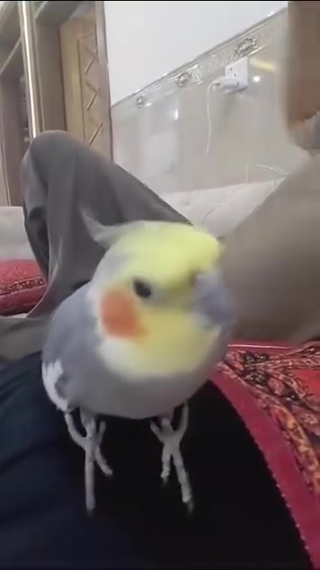 حلو • للبيع • کەلار