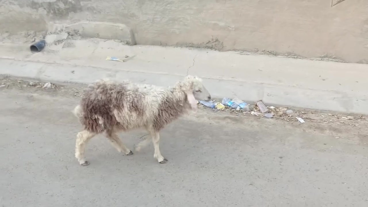 طلي • بيجي حي العصري