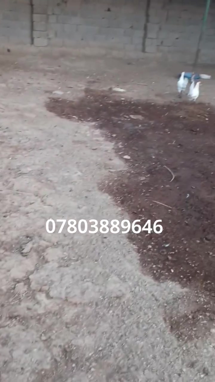 لا توجد تفاصيل
