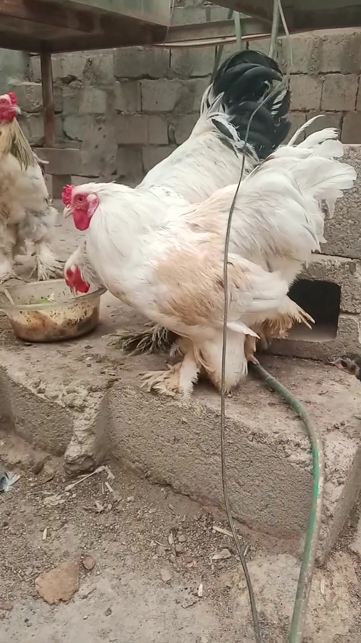 ديوكه براهمه • الرمادي • ٣ قطع