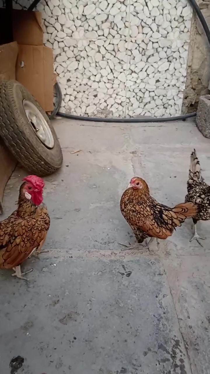 للبيع