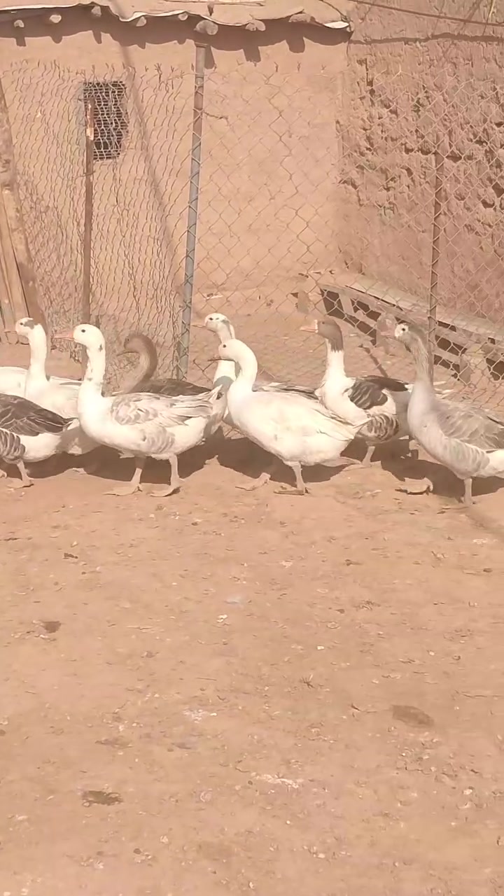 غازات • ٩ تكات • سمن ونشاط