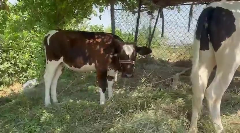 وين اليدور حلال حلو ا زوج اباجيير  نوعيه حلوة فريزي الأصلي زراعيات حلوات مال جنية نصاحه فول السعر 2750 وبيهن مجال  *********** العنوان بيجي الفتحه
