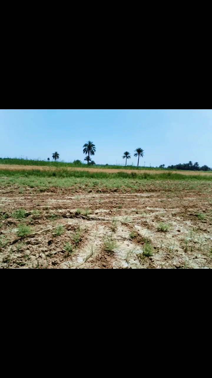 ٥ دونم • طابو زراعي • سند ٢٥
