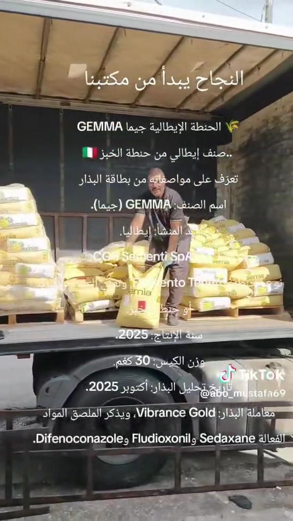 حنطة بنت الجيس • ايطالية • ١٥ طن