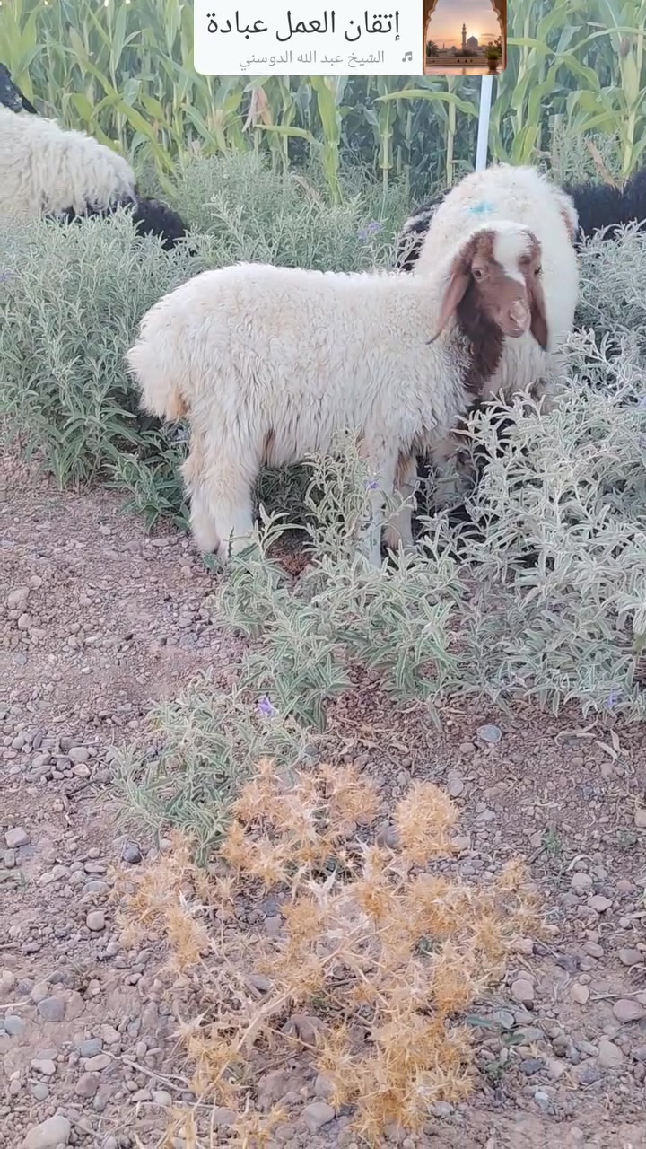 فطيمة للبيع ناصحه على كل عيب مالت ربط ما تحتاج علف ع أكل البيت تعيش الي يدور على ربيطه بالبيت  بسعر بلاش وصلت 160 والي عنده زود عليها حياه الله.. *********** الشراي يتصل او يراسلني مكانها العبيدي
