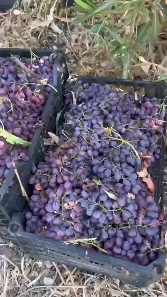 السلام عليكم
عنب من شجره ع الخلاط
الصندوق 5الف 
توصيل داخل الدبس مجاني 
تواصل مع زهير عباس 

***********
