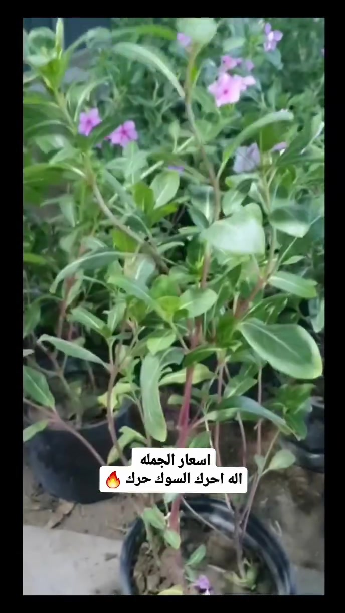 مشتل لونا • شتلات وأشجار • ثيل طبيعي