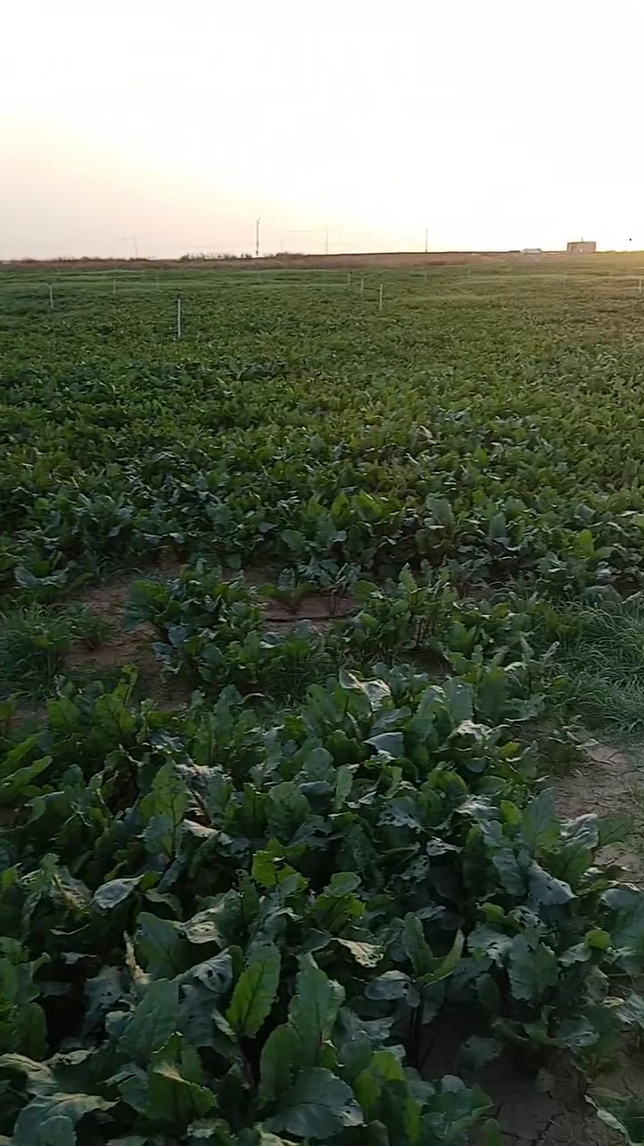 شوندر • نوع فرنسي • الحمدانية