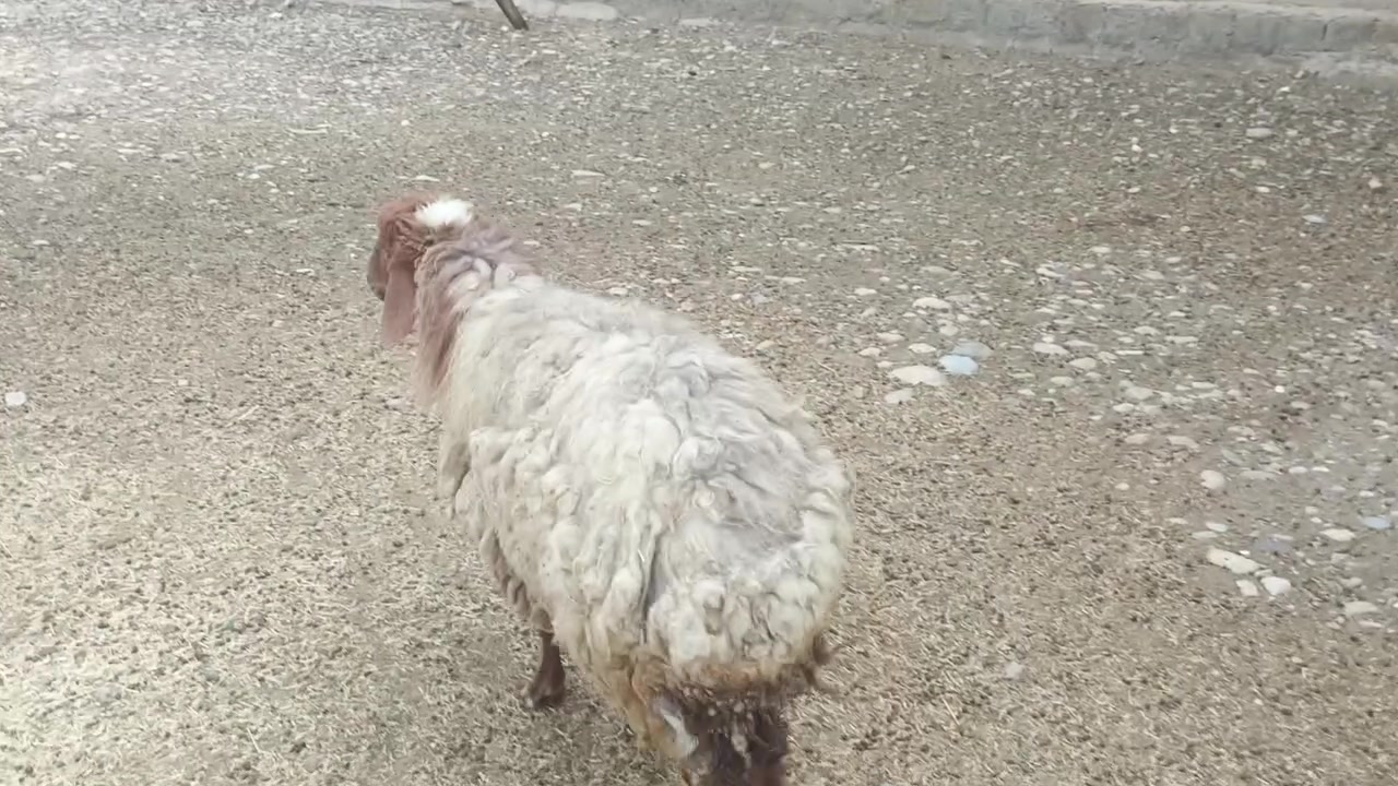 للبيع • نظيف • بيجي