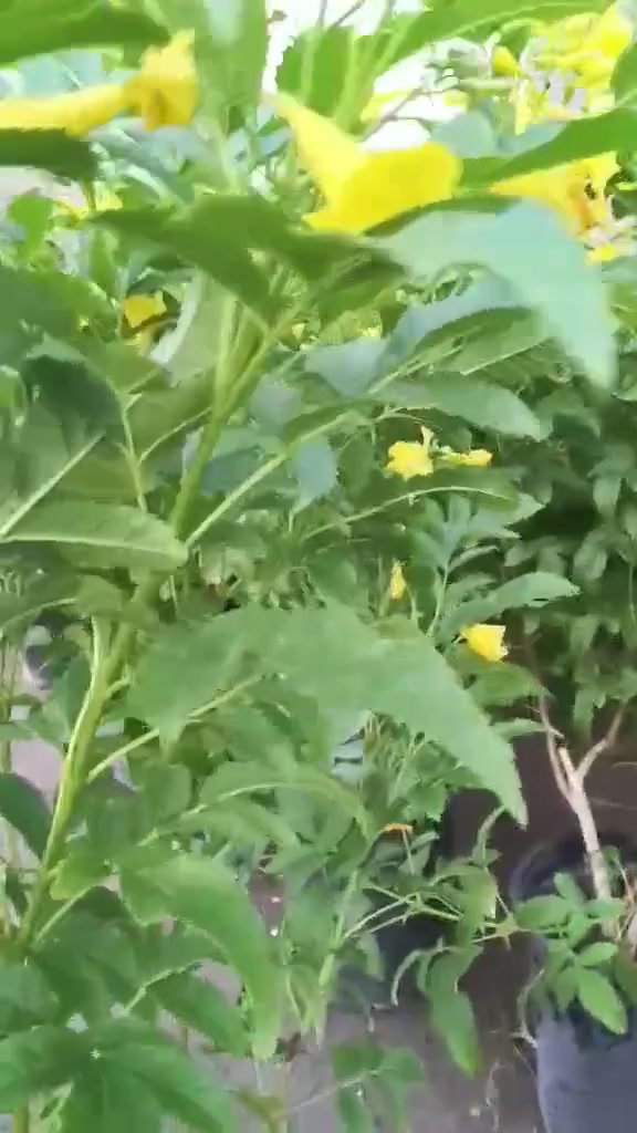 صباحكم معطر بذكر الله
تم بحمد الله افتتاح مشتل لبيع جميع انواع  أشجار الزينه والمثمره والورود  ويوجد توصيل 

العنوان /هاشميه البسعبر  قرب الجسر البسعبر    

 رقم الهاتف للتواصل ***********
