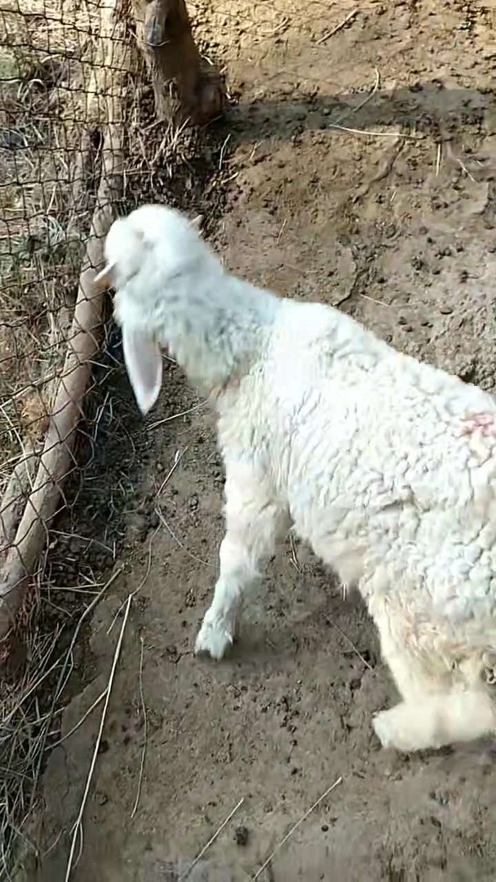 طليان 2 للبيع +ورجين مبدله سنين

المكان المحامده قرب جامع الفاروق ***********

