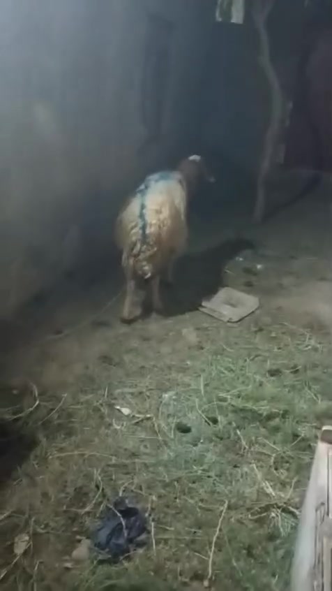 نعجات ٢ • مضرع • مطفل