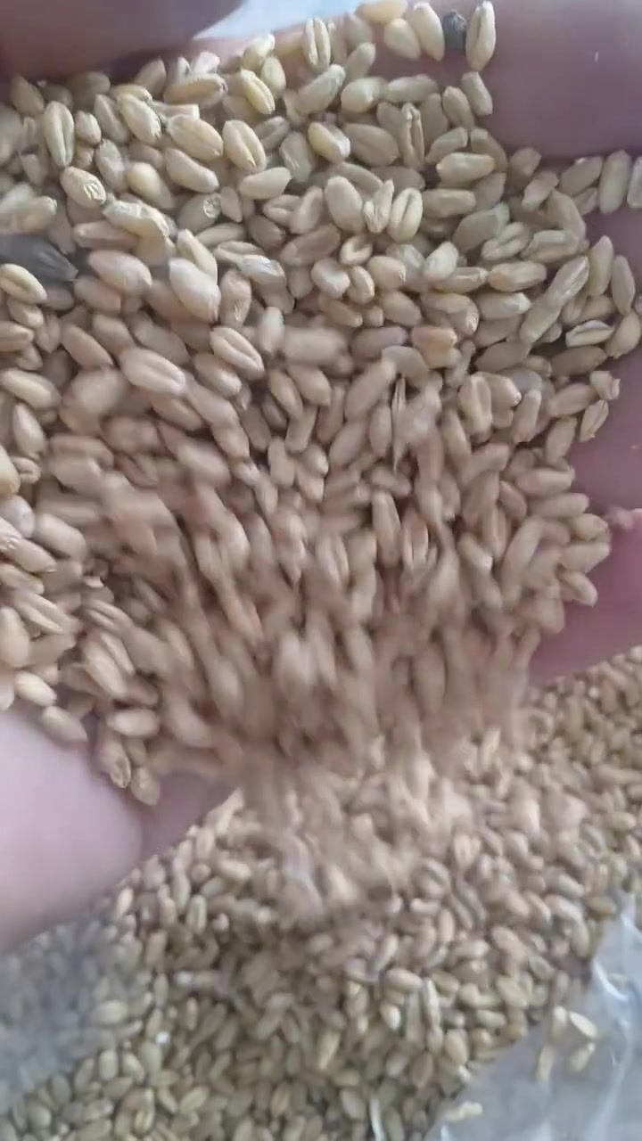 حنطه نضيفه • مكتب وجملة • بابل الحمزه الغربي