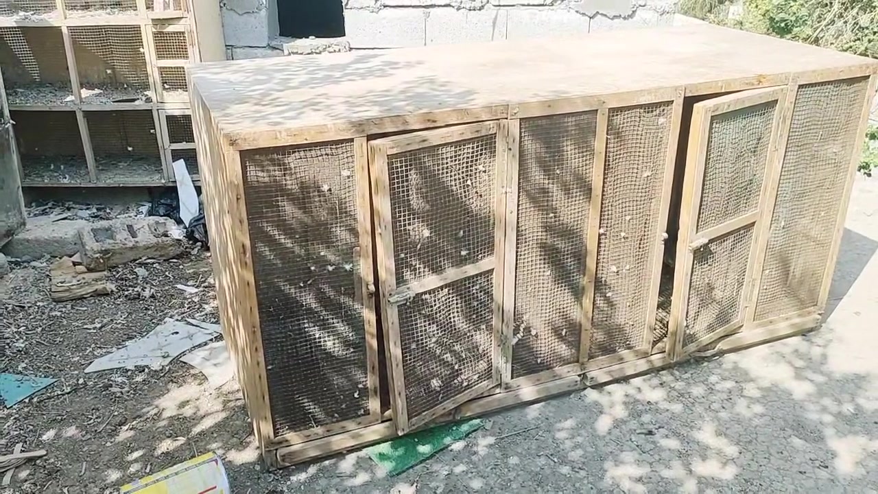 بني منصور • أم البرج كبير • تفاصيل فيديو