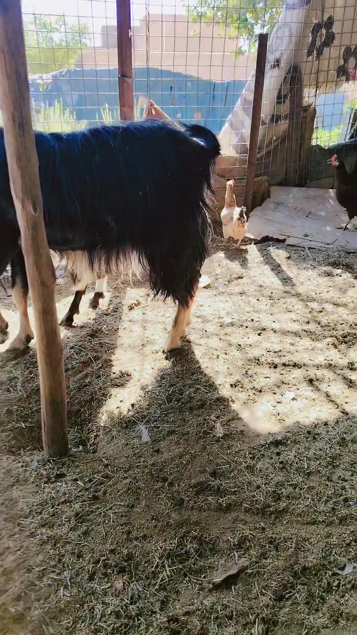 معزه ثلاثه ثنين اول بطن وحده ام ثاني ناصحات ومحنيات  وعل كل عيب سعر الزوج 450وبيهن مجال المكان الانبار حديثه الاتصال عل الارقام 
***********.   ***********
