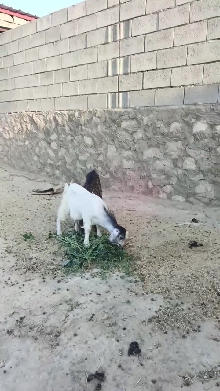 بسم الله ما شاء الله تبارك الله جدايه معالفات المكان زويه ناحيه الفرات جزيره البنمر  قرب قضاء هيت السعر 315 وبيهن مجال بسيط للشراي *********** اتصل او وتساب موجود

