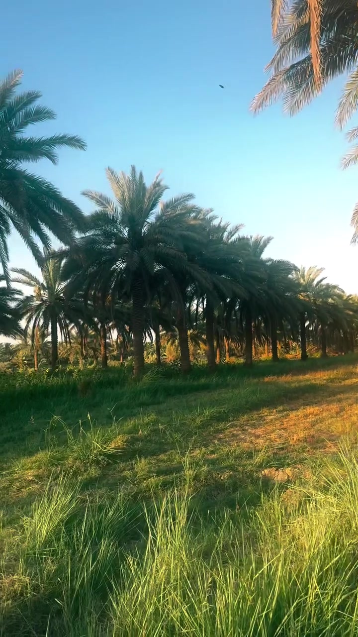 دونمين حلوات  طابو زراعي سند ٢٥ شارع نيل قديم نزلت بحريه قرية اللوز صايرات بين صياحيه وبين شارع نيل قديم بالوسط يصلحن سكن ومزرعه واستثمار او حقل حسب الرغبه
مع أنواع النخيل 
تريد ابيعلك دونم تريد دونمين 
للاستفسار 
***********
