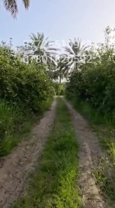 السلام عليكم بستان دونمين يحتوي علا نخيل وتفاح وحمضيات وبيت حراسه ما سقى مجره مجاز نهرمستقل ماطور علا الشط ما اساله  واسط عزيزيه *********** ***********
